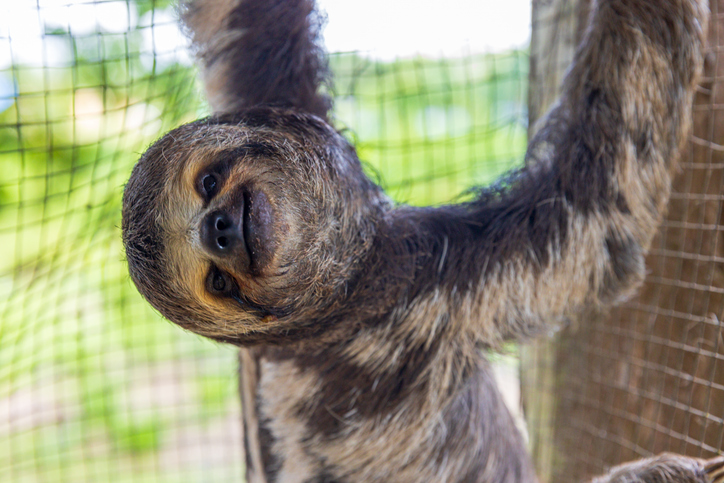 Sloth Fever Outbreak Raises Concerns Across the United States