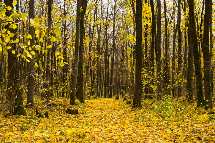 When Do Clocks ‘Fall Back’ For The Fall Season?