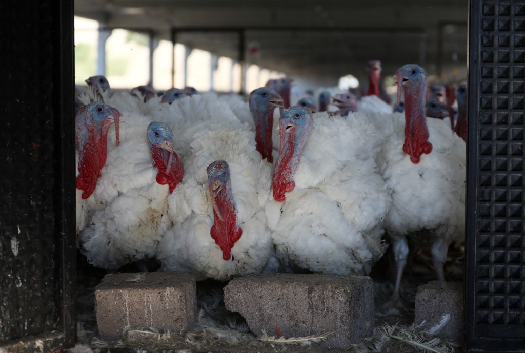 Fowl Play: Resurfaced PETA Probe Claims Slaughterhouse Employee Sexually Assaulted Turkeys