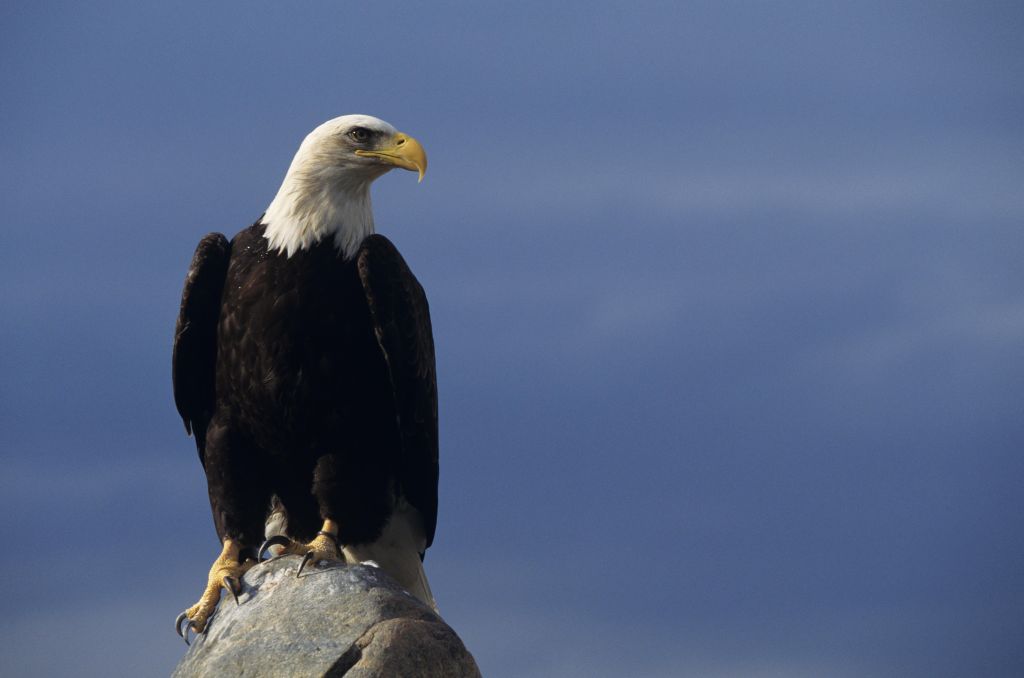 The Bald Eagle Officially Becomes the National Bird of the United States